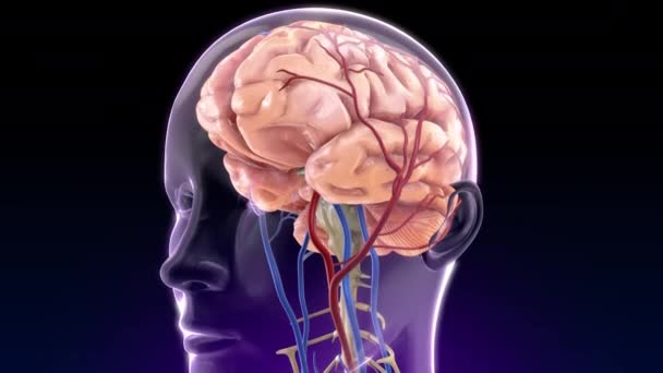 Animovaná simulace krevní sraženiny vyskytující se v mozku, způsobující poškození. - Záběry, video