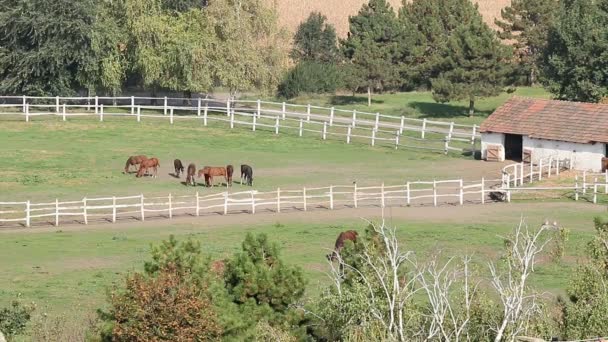 Kudde van paarden in corral luchtfoto - Video