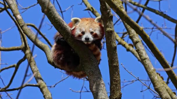 O panda vermelho, Ailurus fulgens, também chamado de panda menor e o urso-gato vermelho sentado em uma árvore. - Filmagem, Vídeo