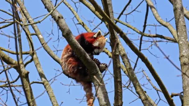 Το κόκκινο πάντα, Ailurus fulgens, που ονομάζεται επίσης το μικρότερο πάντα και η κόκκινη γάτα-αρκούδα κάθεται σε ένα δέντρο. - Πλάνα, βίντεο