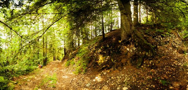 Ścieżka wzdłuż polnej drogi przecinającej gęsty las liściasty z drzewami obnażającymi swoje korzenie w rejonie Karpat nad górą Kamyanka, przełęcz Synevir. Ukraina. - Zdjęcie, obraz