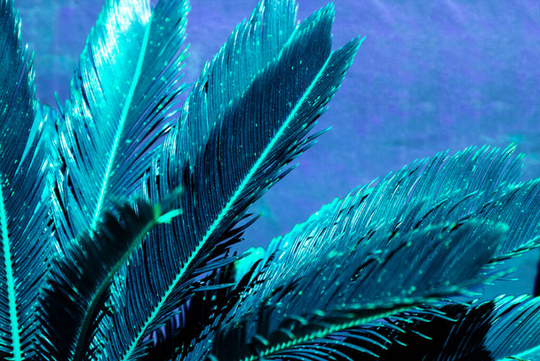 Liście tropikalnych roślin są na równym tle. Niebieski zabarwiony kolor - Zdjęcie, obraz