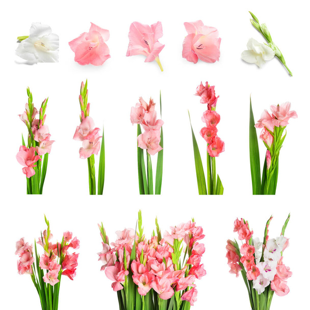 Ensemble de belles fleurs de gladiole isolées sur blanc   - Photo, image