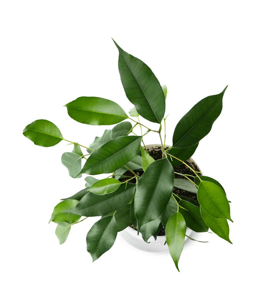 Ficus benjamina in pot on white background - Zdjęcie, obraz