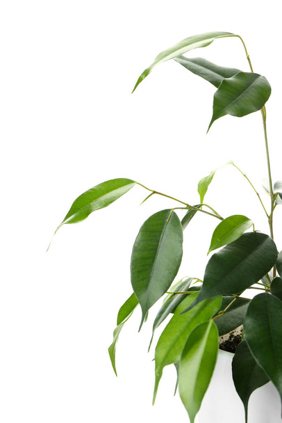 Ficus benjamina v hrnci na bílém pozadí, detailní záběr - Fotografie, Obrázek