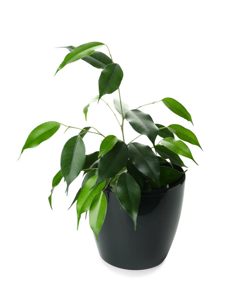Ficus benjamina in pot op witte achtergrond - Foto, afbeelding