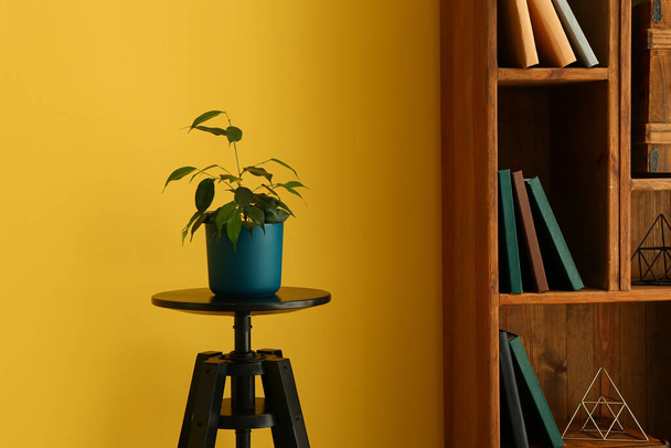 Ficus benjamina in pot on table and bookcase near yellow wall - Photo, Image