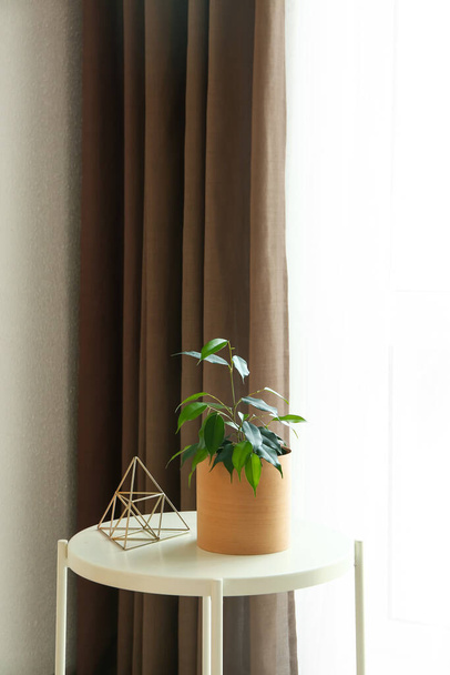 Ficus benjamina in pot en decor op tafel bij raam - Foto, afbeelding