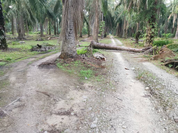 palmeira caída bloqueando a estrada de terra rural. - Foto, Imagem