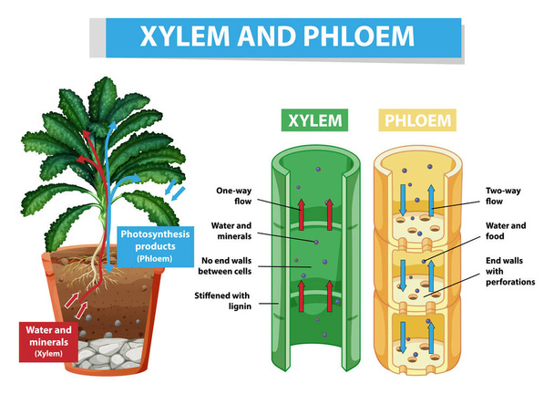 Bitki illüstrasyonunda xylem ve phloem gösteren diyagram - Vektör, Görsel
