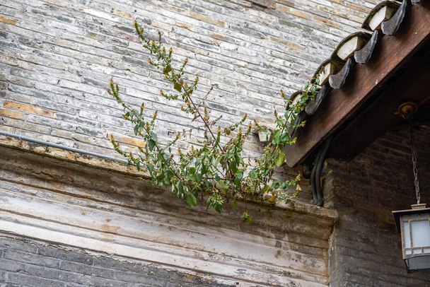 Close-up of ancient building exterior walls and plants in a Chinese style garden - 写真・画像