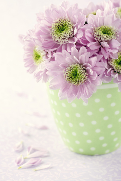ピンクの菊 flowers1 - 写真・画像