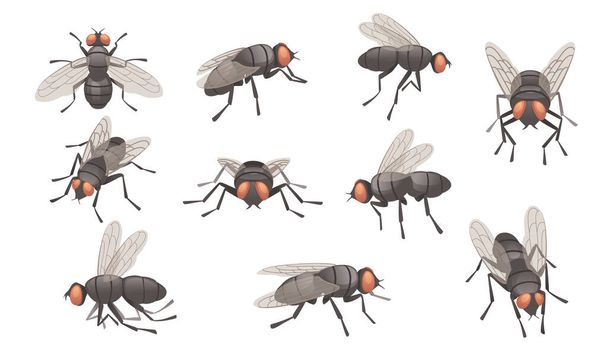Set of housefly insect vector illustration on white background - Vector, Image