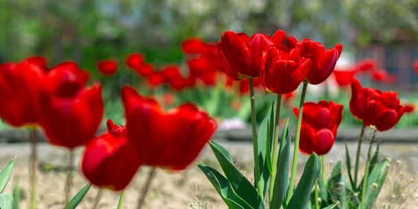 red tulip flowers bloom. beautiful floral nature background in spring on a bright day - Fotó, kép