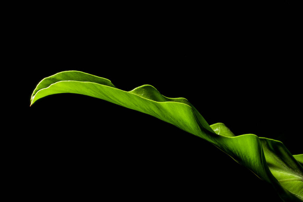 Green leaf of Birds nest fern on a black background. green leaf detail.soft focus. shallow focus effect. - Foto, imagen