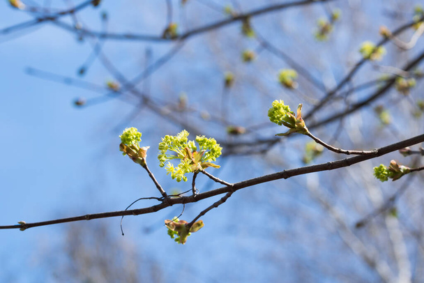 maple flowers on blue sky background closeup selective focus - 写真・画像