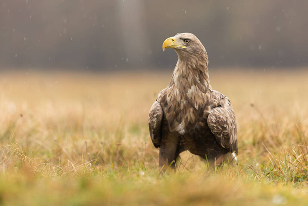 White-tailed eagle resting on the ground during a rain in autumn nature. - 写真・画像