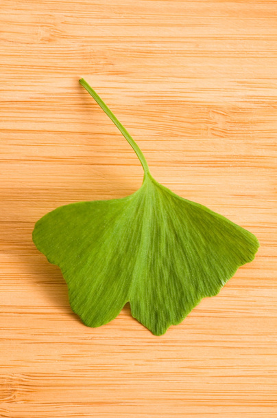 Свіже листя Гінкго на лісі
 - Фото, зображення