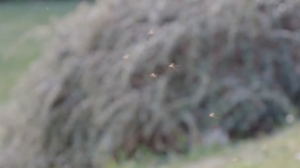 Enjambre de mosquitos volando contra el fondo borroso de la naturaleza  - Imágenes, Vídeo