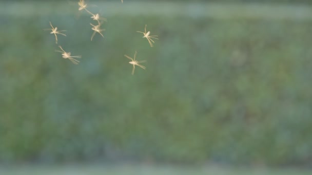 Enjambre de mosquitos volando contra el fondo borroso de la naturaleza  - Imágenes, Vídeo