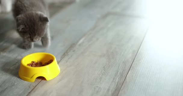Cute gray British Shorthair kitten eat from yellow bowl brown dry kitty food at home. Domestic animals - Metraje, vídeo