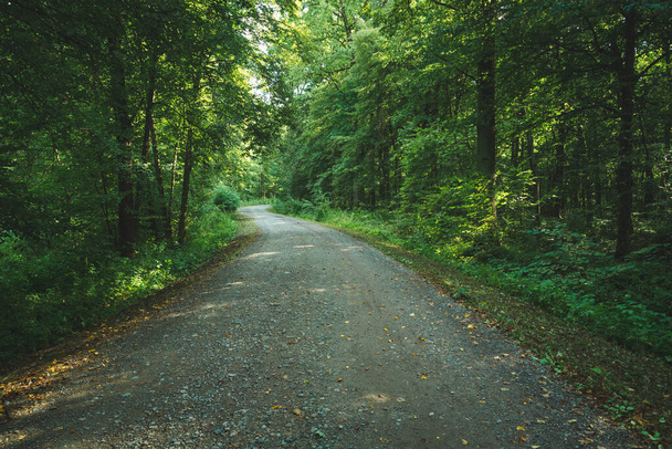 A dirt road through a green forest, summer view - Foto, imagen