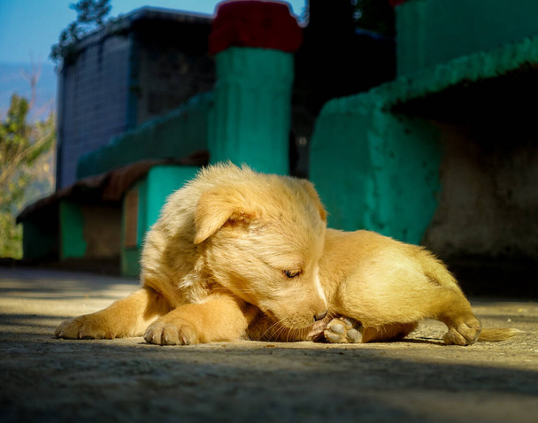 Nahaufnahme eines braunen Himalaya-Schäferhundes in Indien im Sitzen. - Foto, Bild