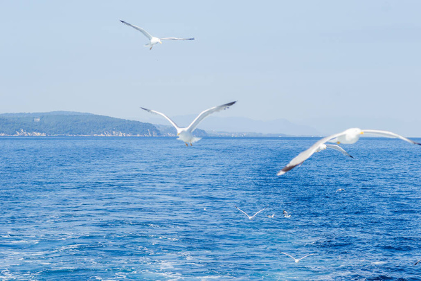 Weiße Möwen fliegen am blauen, sonnigen Himmel über den Gewässern der Ägäis. Wildtiere in der Natur. - Foto, Bild
