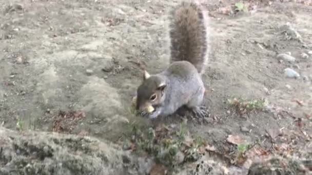 Eichhörnchen fängt Erdnuss, die von Touristen im Parco del Valentino in Turin geworfen wird. - Filmmaterial, Video