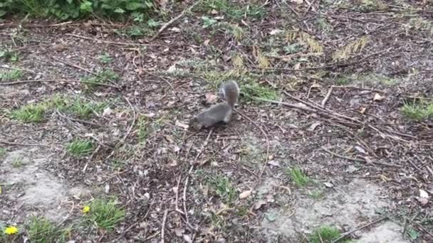 Wiewiórka łapie orzeszka ziemnego rzucanego przez turystów w Parco del Valentino, Turyn. - Materiał filmowy, wideo
