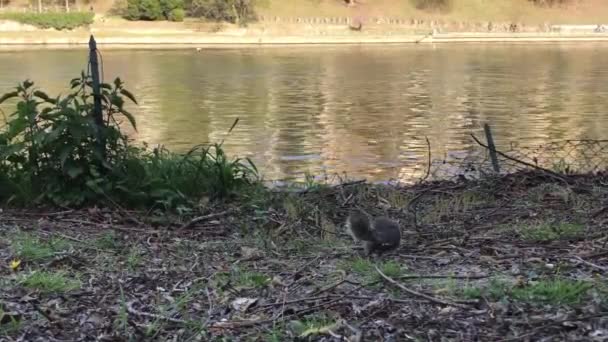 Wiewiórka nad brzegiem rzeki Po, w Parco del Valentino, Turyn - Materiał filmowy, wideo