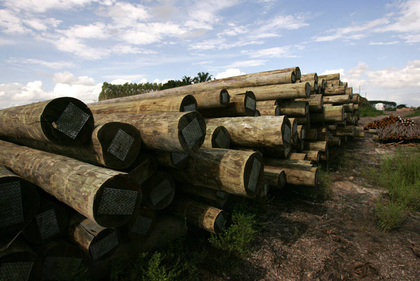 eunapolis, bahia, Brasil - 26 de noviembre de 2010: madera de eucalipto tratada en un autoclave se ve en un aserradero en la ciudad de Eunapolis, en el sur de Bahía. - Foto, Imagen