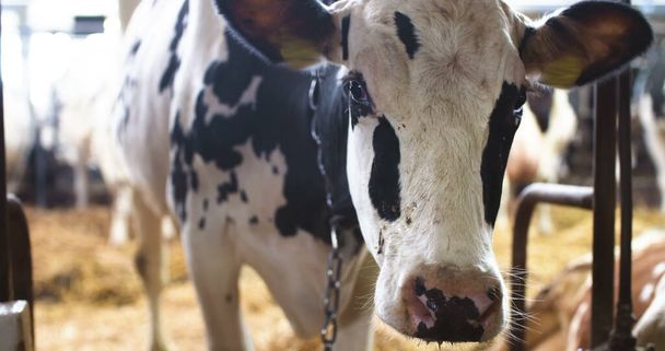 İneklerin saman yediği, ineklerin çiftlikte beslendiği modern çiftlik ahırı. - Fotoğraf, Görsel