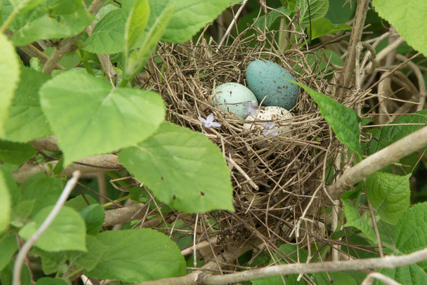 Birds nest snuggled in a snowball hydrangea bush with three small speckled eggs. - 写真・画像