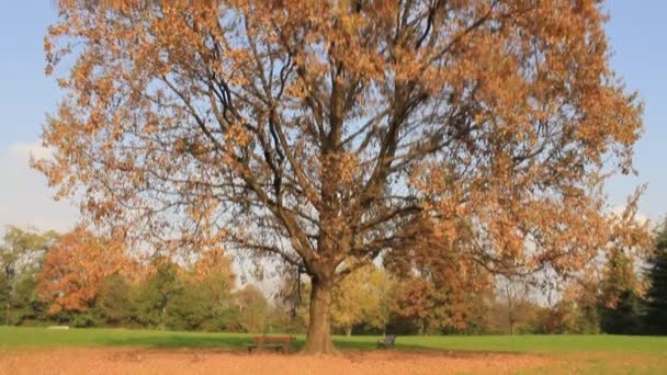 Een boom in een park in het najaar - Video
