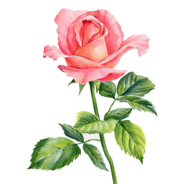 Róża na białym tle, akwarela element kwiatowy, rysunek dłoni, ilustracja botaniczna - Zdjęcie, obraz