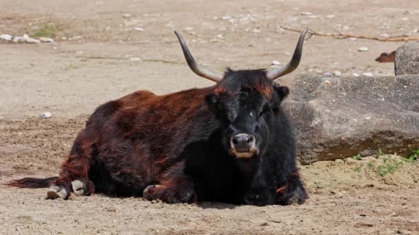 El bovino de Heck, Bos primigenius taurus, afirmó parecerse a los auroquios extintos. Ganado doméstico de montaña - Metraje, vídeo