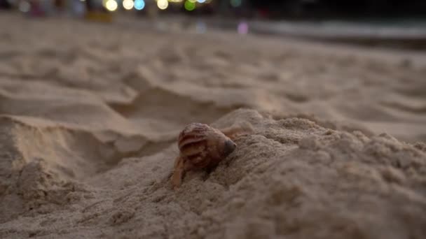 Caranguejo eremita com olhos bonitos corre na areia. - Filmagem, Vídeo