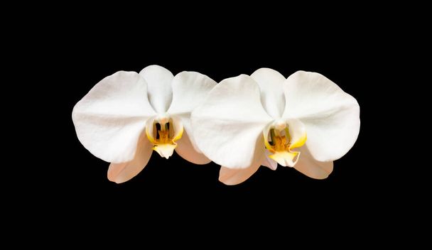 isolierte weiße Vanda-Orchidee mit Schnittpfaden. - Foto, Bild