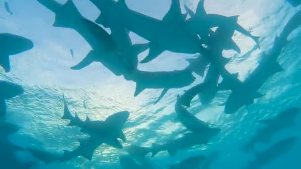 Shoal de tubarão enfermeira tawny nebrius ferrugineus nadando em água azul contra o fundo da luz solar - Filmagem, Vídeo