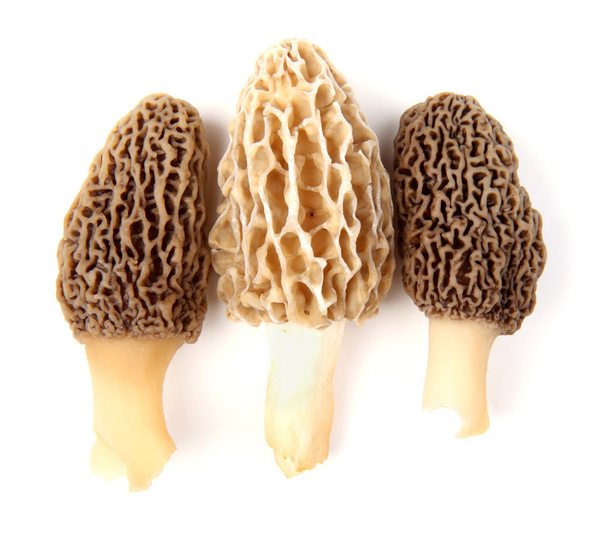 Tre funghi di spugnola grigi e gialli isolati su bianco
 - Foto, immagini