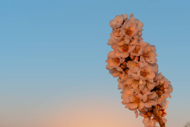 Квіти мигдалевого дерева на тлі блакитного неба в сонячний день. Прекрасна сцена природи з квітучим деревом і блакитним небом. Весняні квіти. Прекрасний сад. Простір весни для тексту
. - Фото, зображення