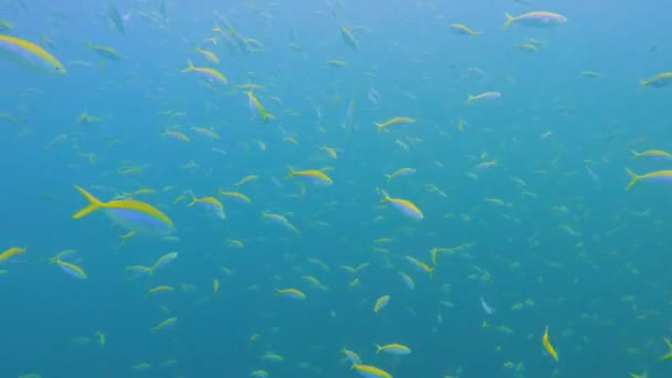 Brote de fusileros amarillos y azulados caesio teres nadando en aguas abiertas - Imágenes, Vídeo