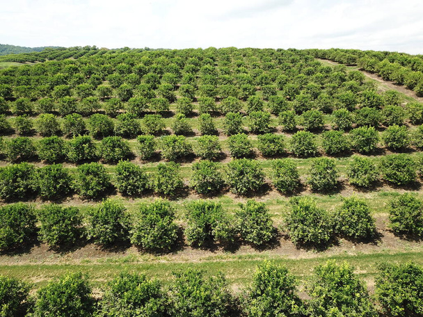 citrus plantation in northwestern Argentina - Фото, зображення