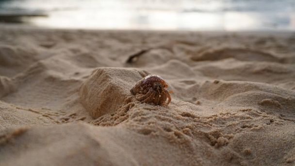 Καβούρι ερημίτης με χαριτωμένα μάτια τρέχει στην άμμο. - Φωτογραφία, εικόνα