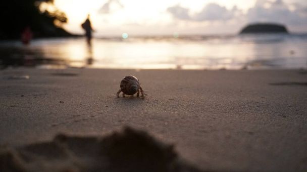Crabe ermite aux yeux mignons court sur le sable. - Photo, image