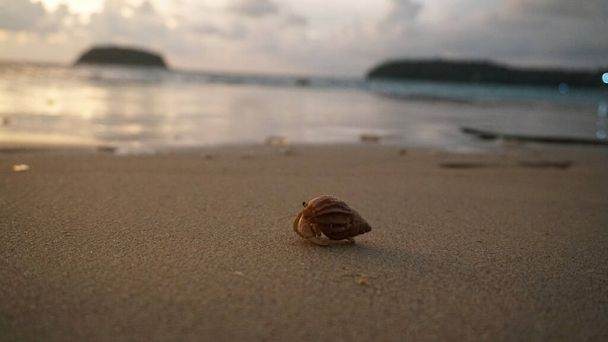Crabe ermite aux yeux mignons court sur le sable. - Photo, image