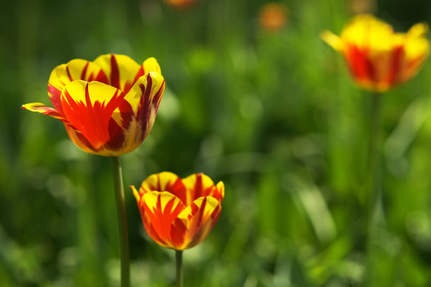Bright yellow and red tulip flower. Spring background. - Foto, Imagem
