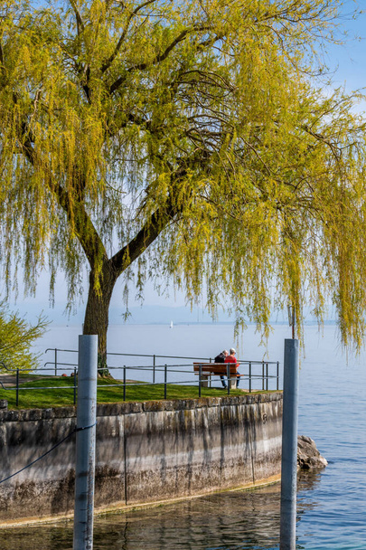 Real weeping willow on beautiful Lake Constance in spring - Foto, imagen