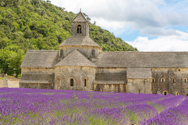 Abbey of Senanque and blooming rows lavender flowers - Фото, изображение